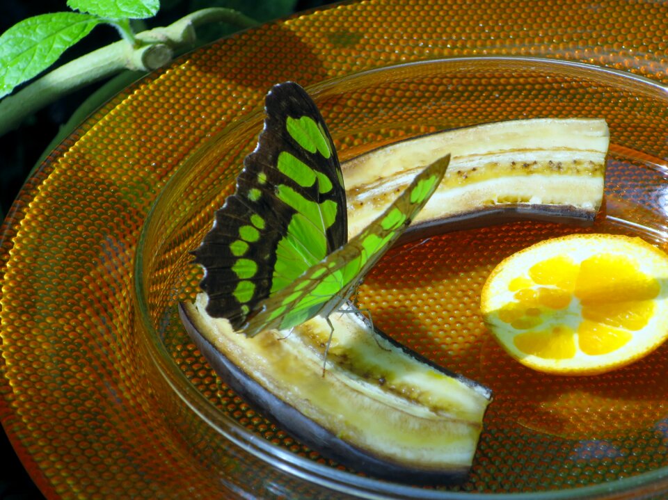 Butterfly insect mainau island