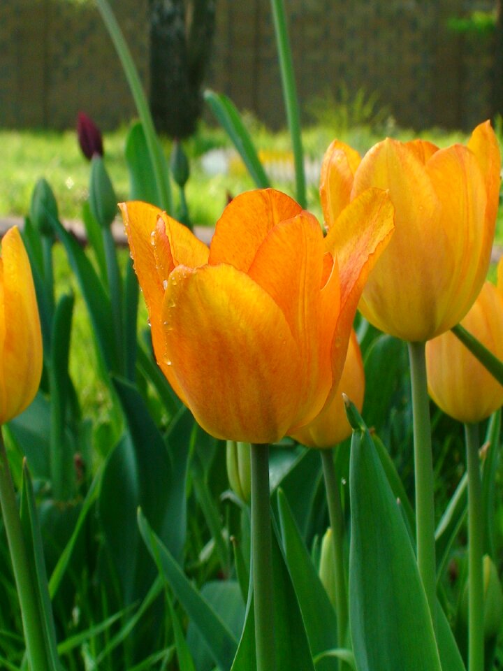 Flowers flower spring