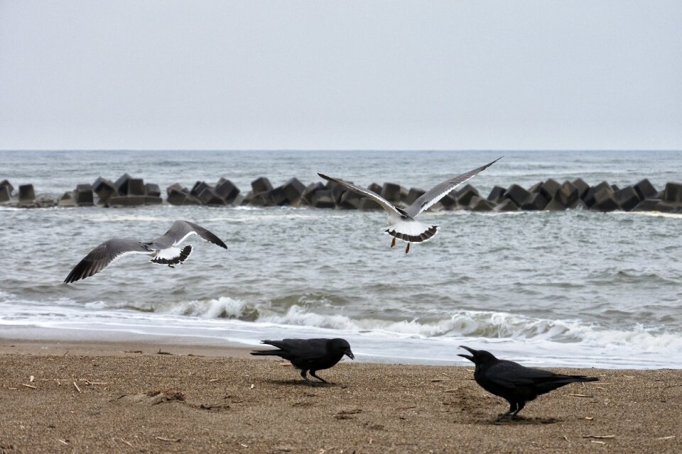 Sea gull seabird wild animal