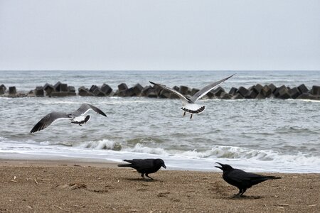 Sea gull seabird wild animal