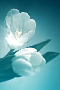 Cut flower spring spring flower