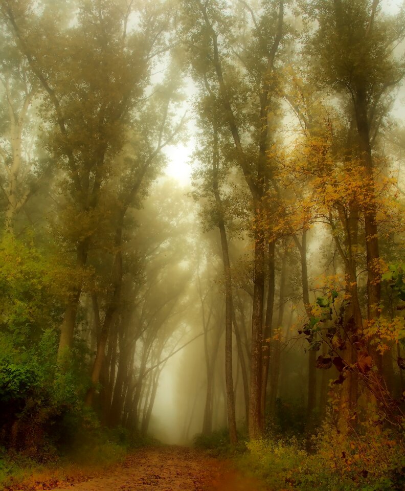 Spring forest road hungary