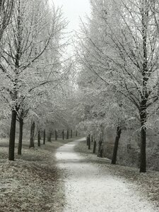 Hoarfrost odenwald bensheim