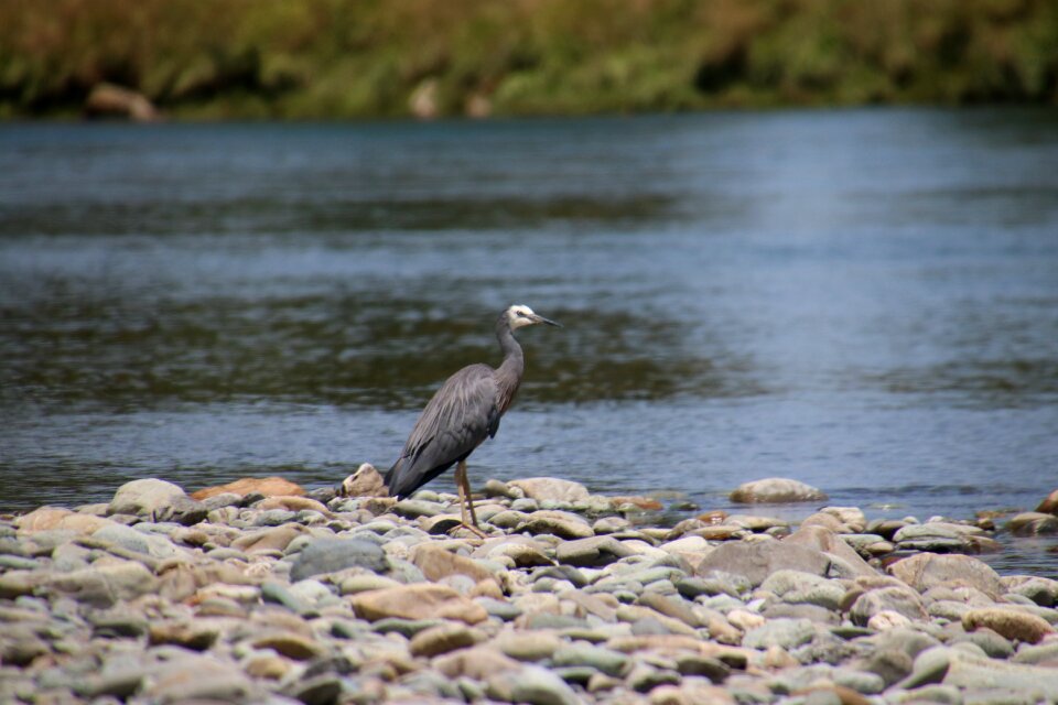 Water nature wildlife