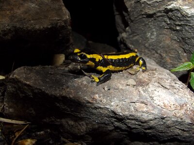 Salamander stone animal