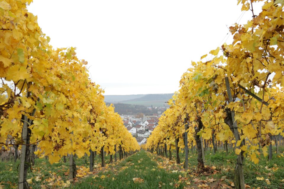Grapes autumn winemaker