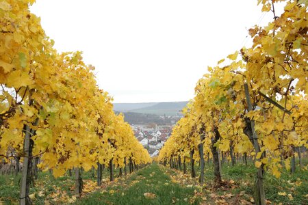 Grapes autumn winemaker photo