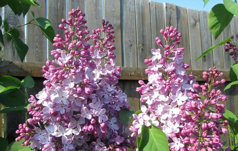 Pink lilac bush lilac flowers photo