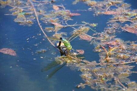 Nature pond close up photo