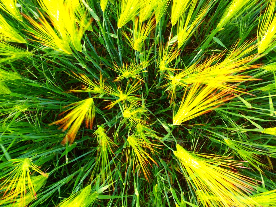 Cereal agriculture field