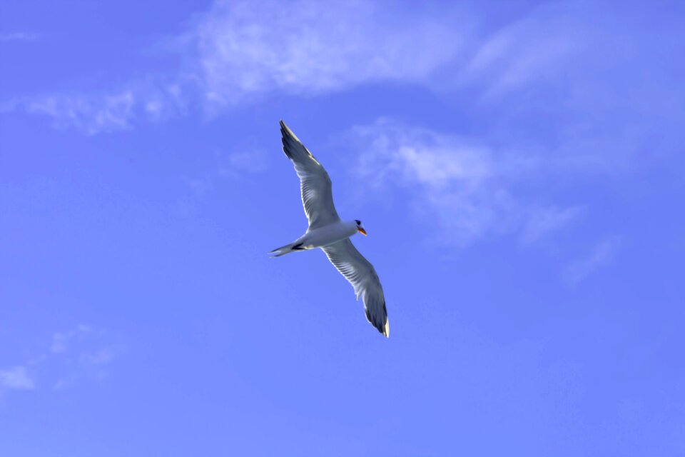 Sea flight blue sky