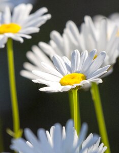 White flowers white flower nature