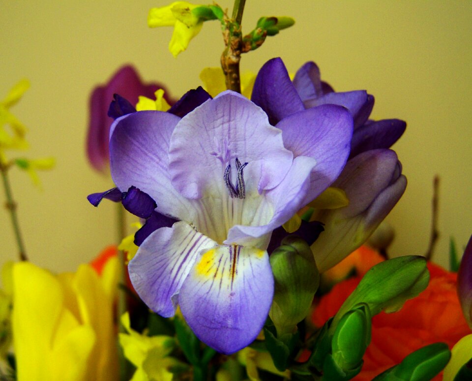Bunch of flowers color cut flower