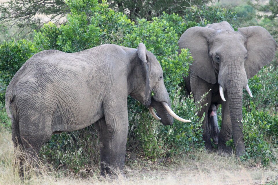 Bush mammal wildlife