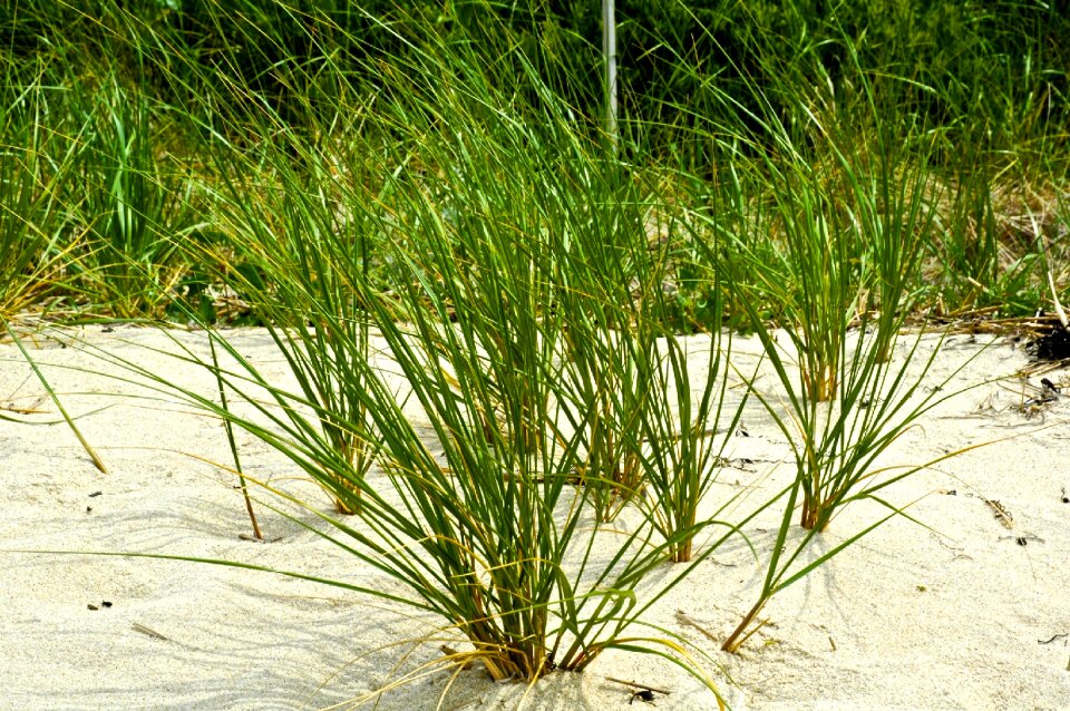 Grass green sand