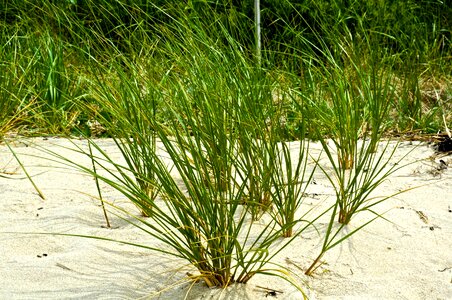 Grass green sand