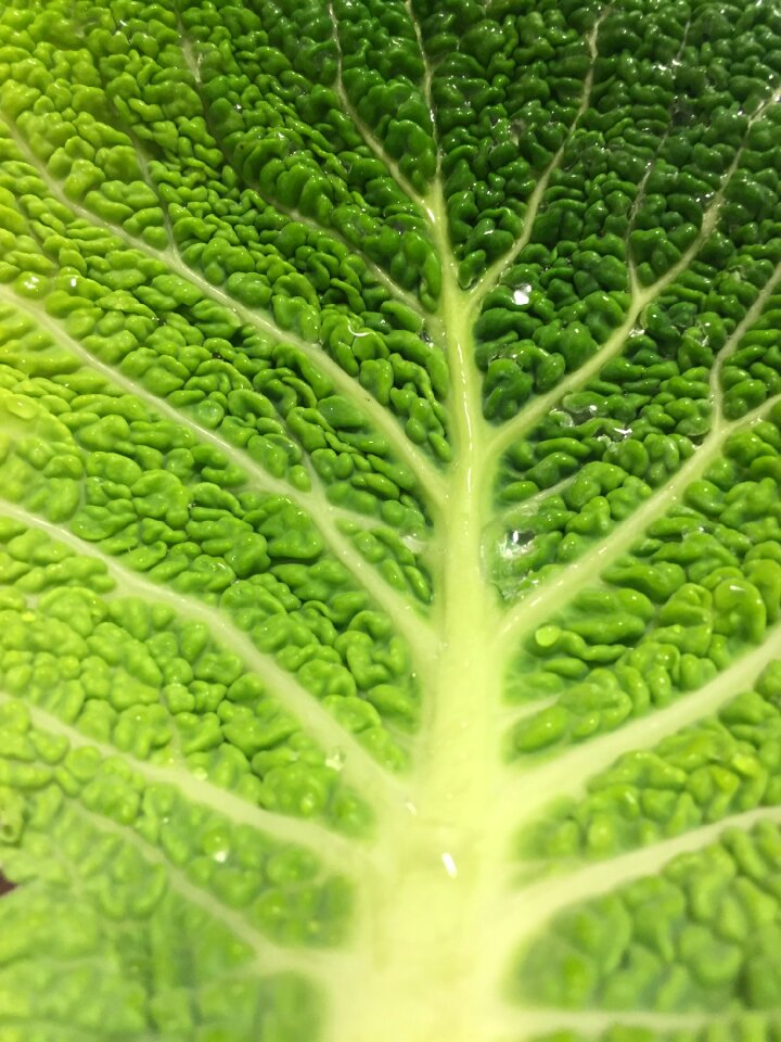 Fresh vegetarian vegan