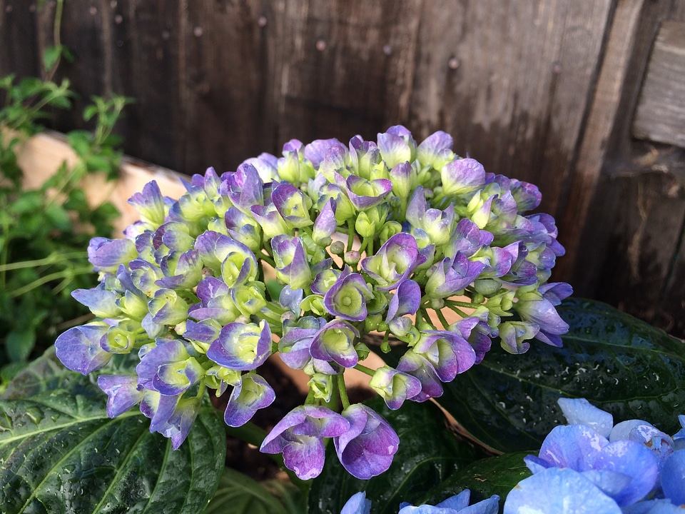 Fresh garden flower