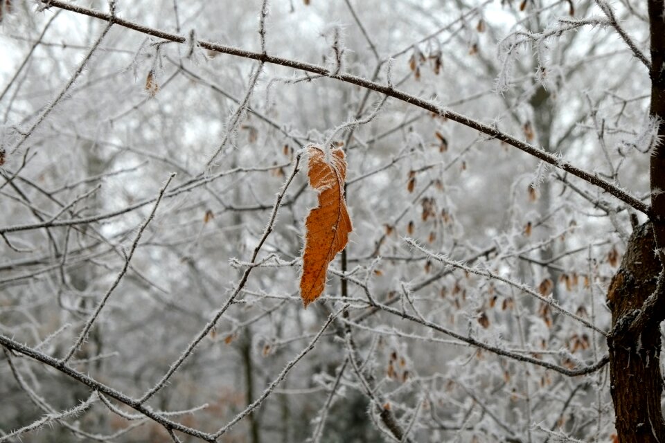 Frozen iced hoarfrost photo