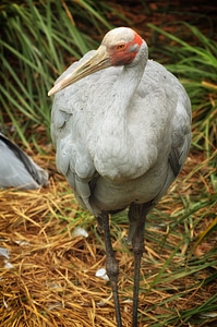 Wildlife zoo macro