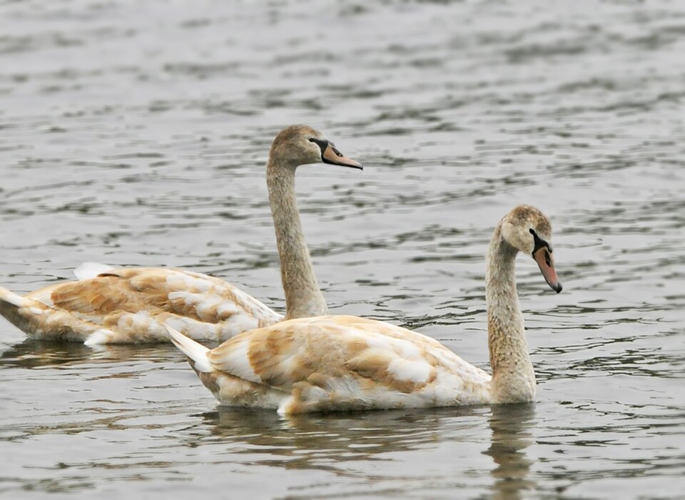 Flock migratory waterfowl