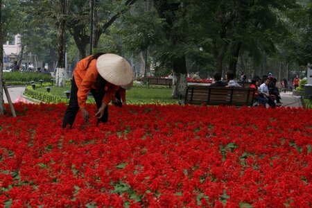 Vietnam flower bed asian hat photo
