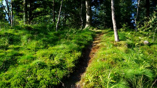 Trail idyll hiking photo