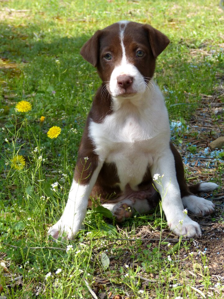Dog pet adorable