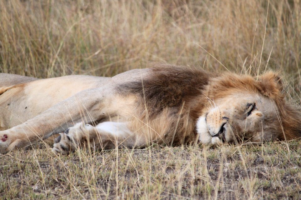 Bush mammal wildlife photo