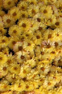 Blossom yellow