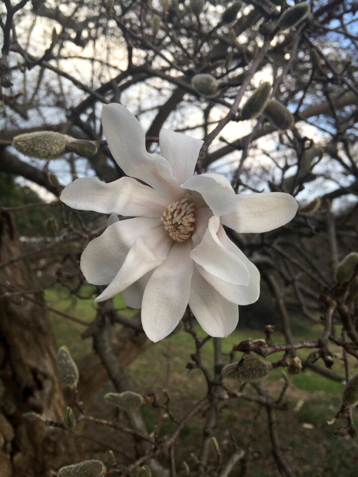 Bloom plant floral