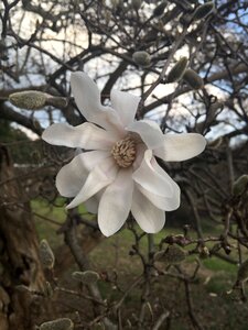 Bloom plant floral photo