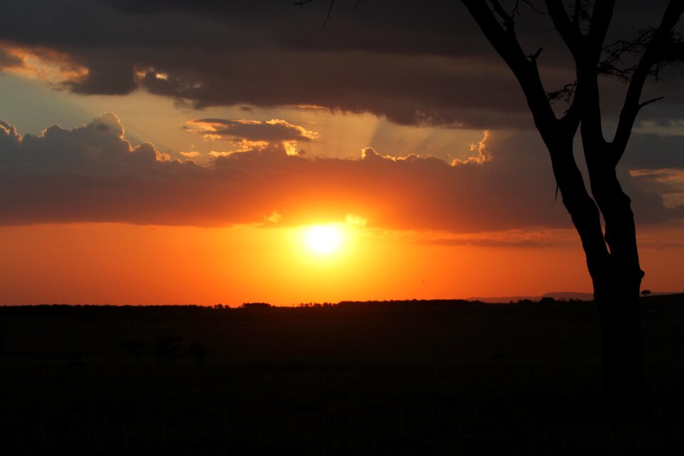 Safari tree scenic