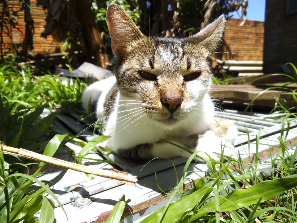 Cat animal feline