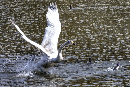 Waterfowl wild birds wild animal