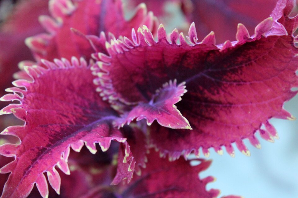 Purple flower floral petal