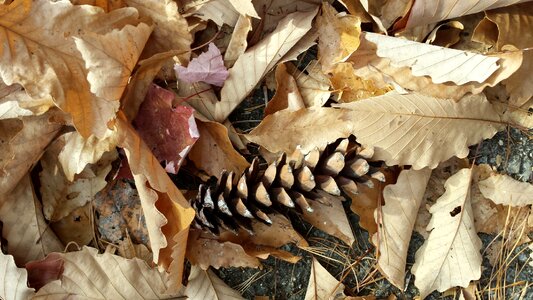 October nature autumn rustic