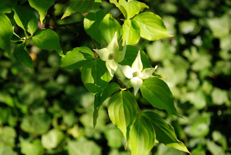 Plant botanical garden in poznań spring
