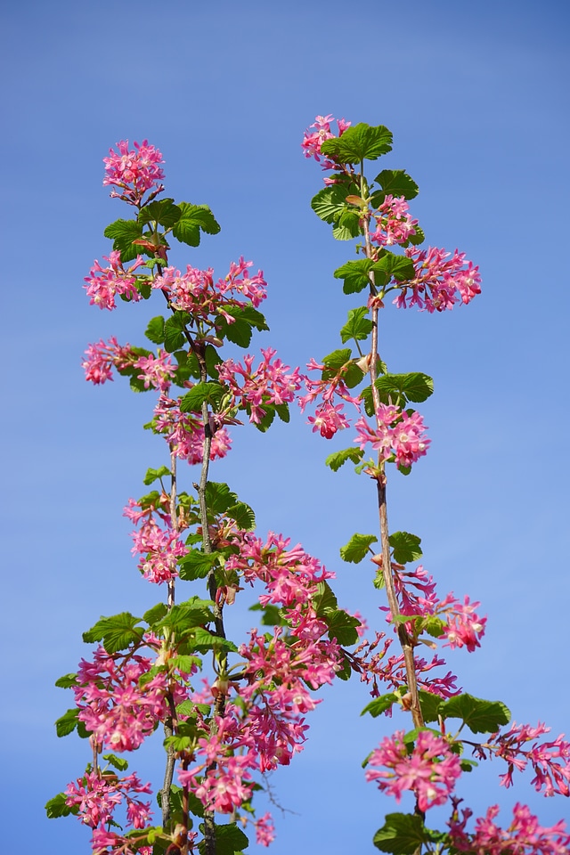 Red ribes sanguineum currants