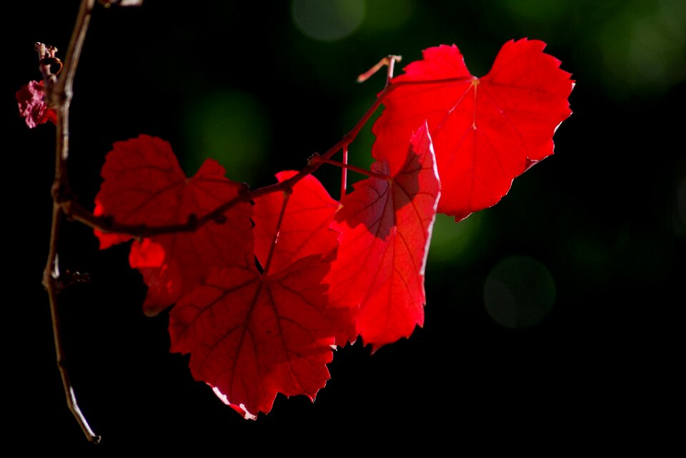 Agriculture leaf backlight