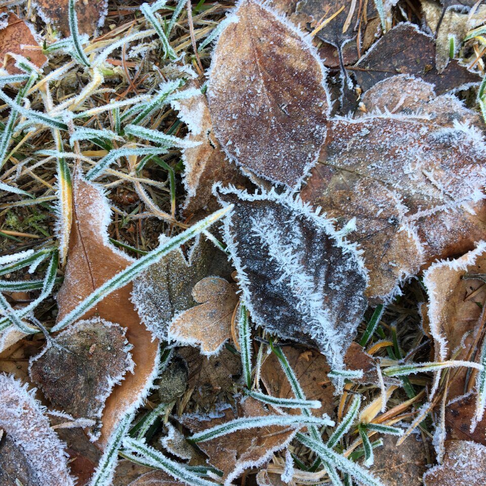 Winter leaves ground