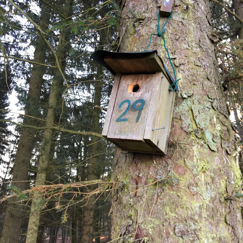 Number tree forest
