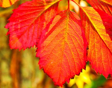 Autumn leaf Free photos photo
