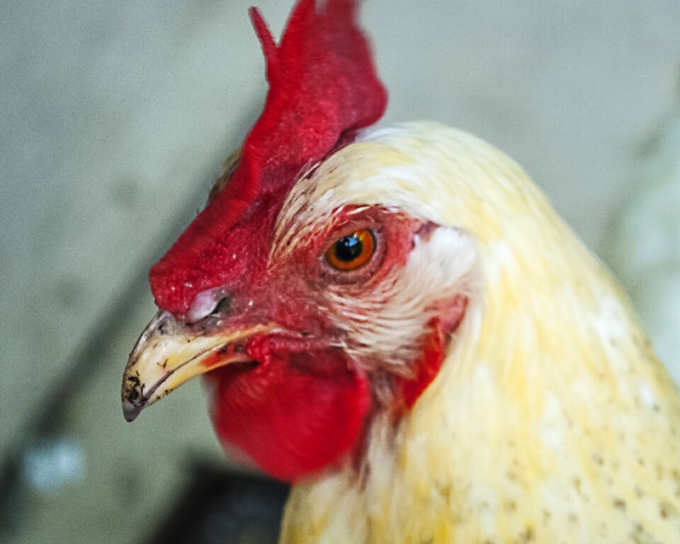 Farm fowl domestic