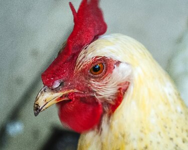 Farm fowl domestic photo