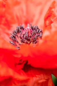 Nature petals botany