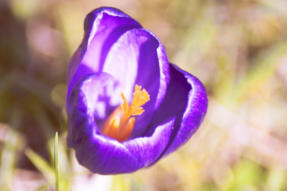 Nature garden plant