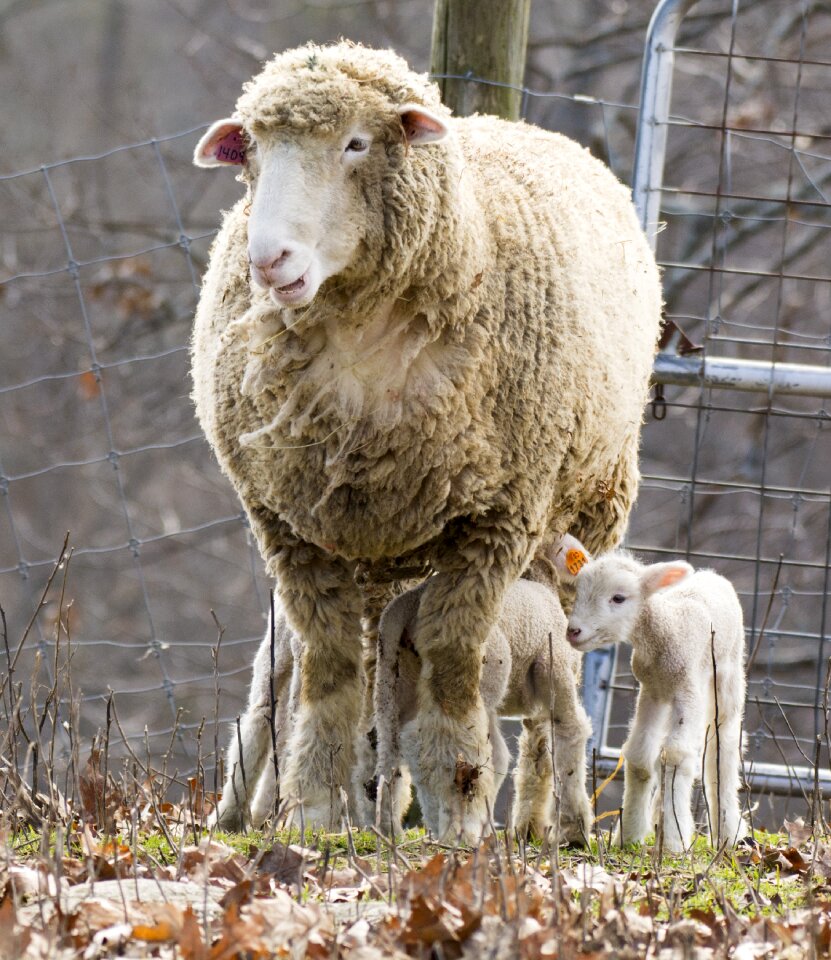 Livestock domestic agriculture