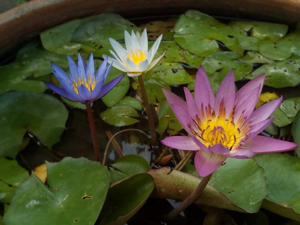 Flowers lotus lake white lotus