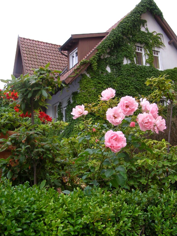 Flowers in a garden domicile atmosphere